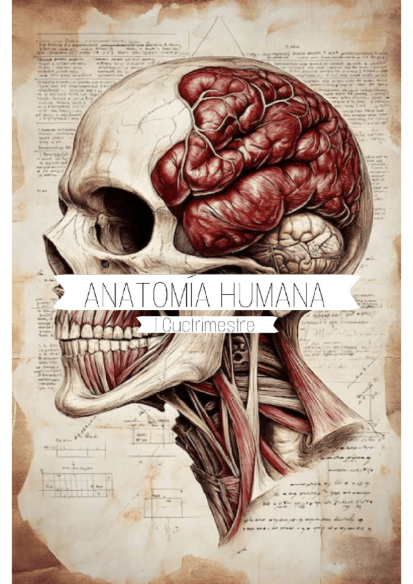 Miniatura del documento ANATOMIA-1Q.pdf