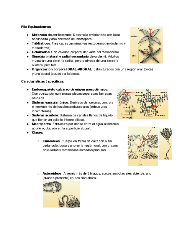 Miniatura del documento Tema-7-Deuterostomados-1.pdf