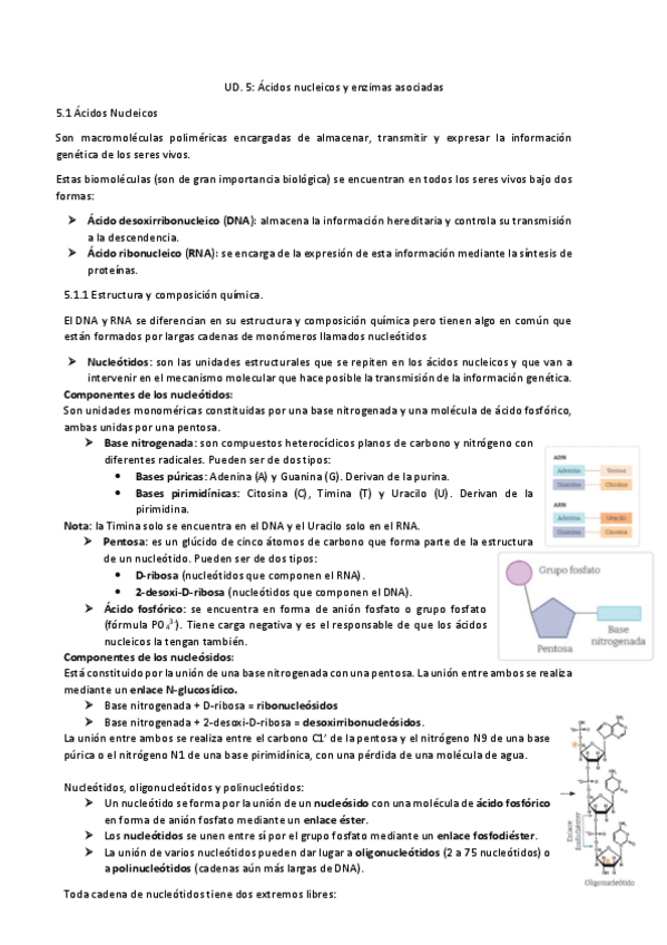 Miniatura del documento UD.5-Acidos-nucleicos-y-enzimas-asociadas.pdf