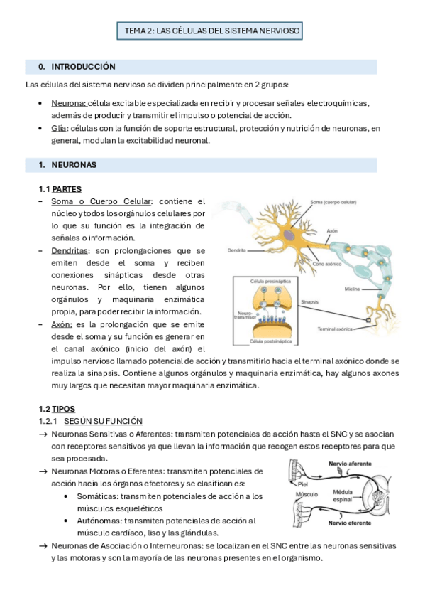 Miniatura del documento TEMA-2-CELULAS-DEL-SISTEMA-NERVIOSO.pdf