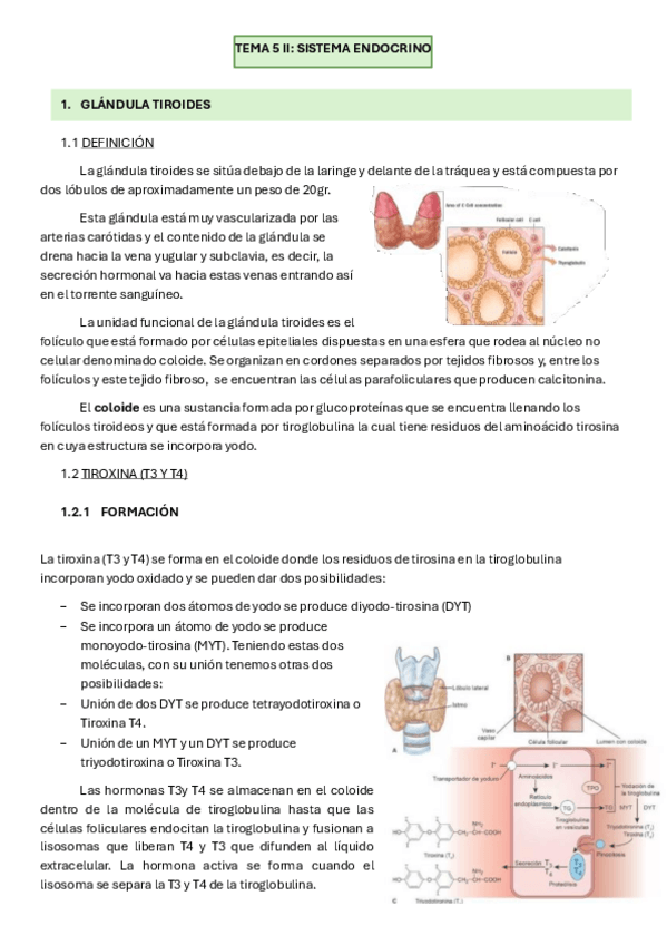 Miniatura del documento TEMA-5-II-SISTEMA-ENDOCRINO.pdf