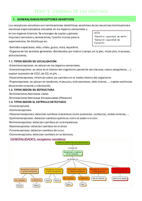 Miniatura del documento TEMA-9-ORGANOS-DE-LOS-SENTIDOS.pdf
