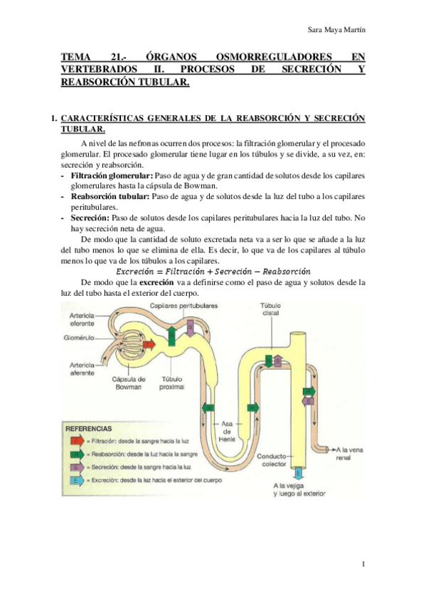Miniatura del documento TEMA 21.- ÓRGANOS OSMORREGULADORES EN VERTEBRADOS II. PROCESOS DE SECRECIÓN Y REABSORCIÓN TUBULAR..pdf