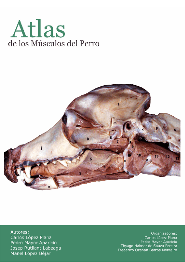 Miniatura del documento Atlas-de-los-musculos-del-perro.-Practico.pdf