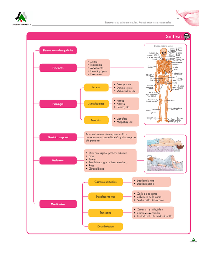 Miniatura del documento Esquemas-01-Sistema-esqueletico-muscular-Aux-Enfer-SAS.pdf
