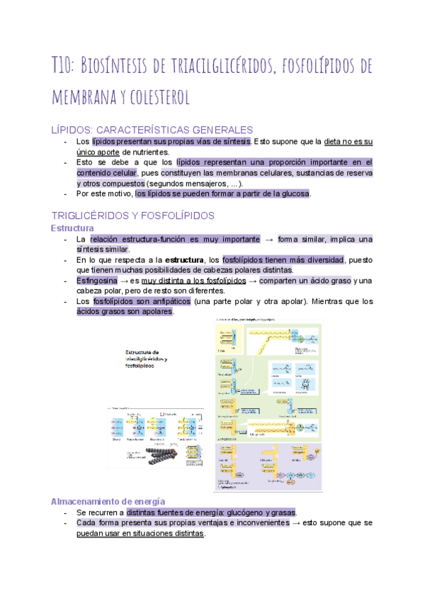 Miniatura del documento T10-Sintesis-de-trigliceridos-fosfolipidos-y-colesterol.pdf