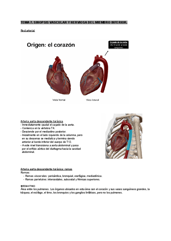 Miniatura del documento tema-7-anatomia-humana.pdf