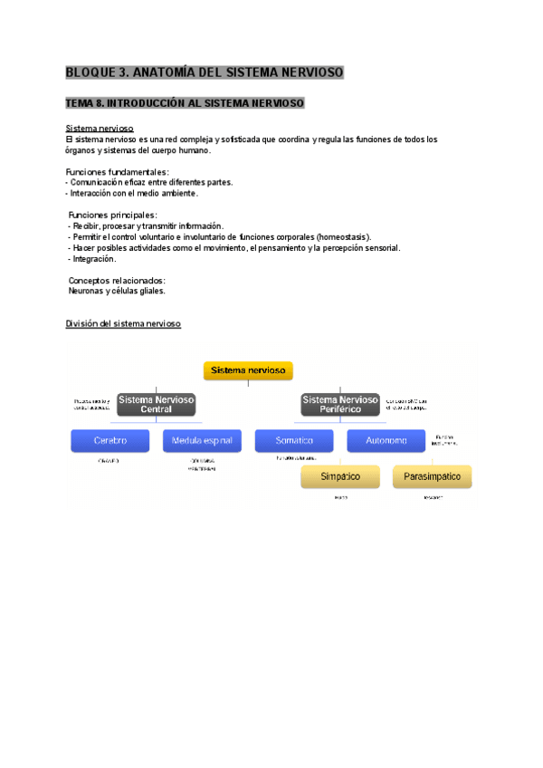 Miniatura del documento tema-8-anatomia-humana.pdf