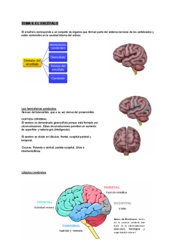 Miniatura del documento tema-9-anatomia-humana.pdf