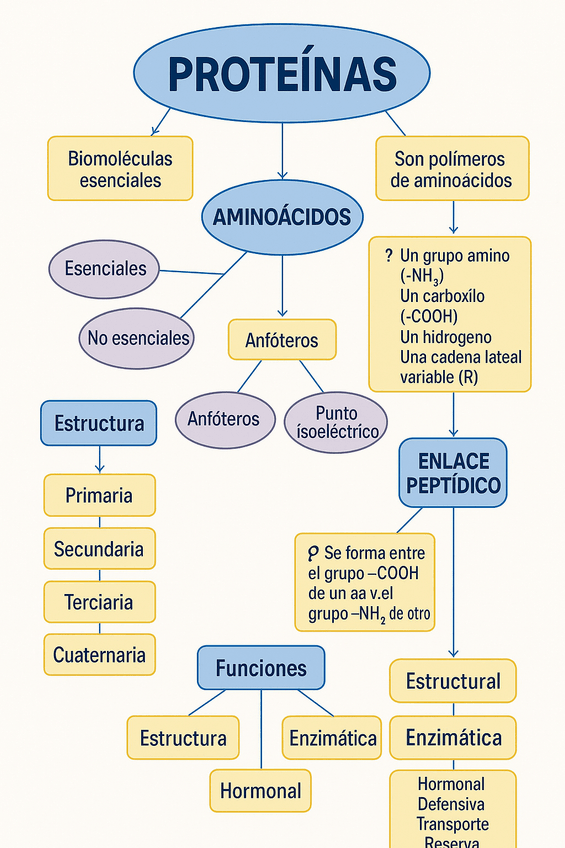 Miniatura del documento Mapa-conceptual-proteinas.png