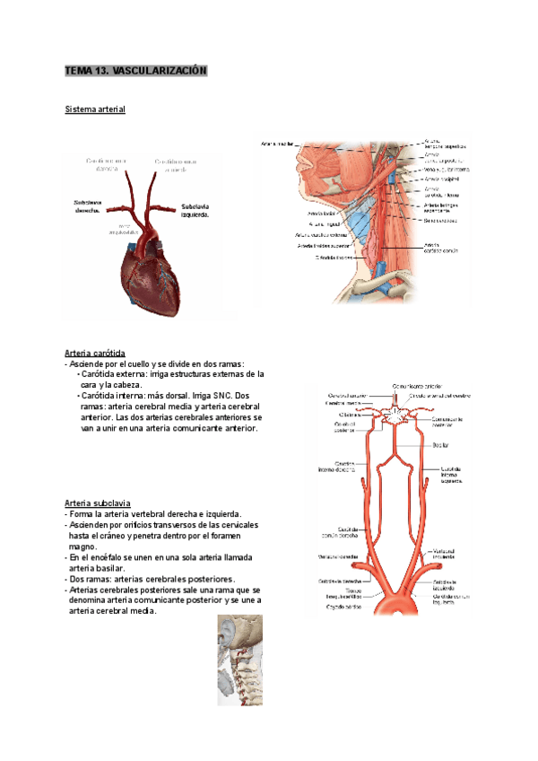 Miniatura del documento tema-13-anatomia-humana.pdf
