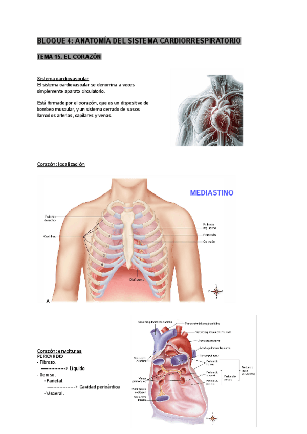 Miniatura del documento tema-15-anatomia-humana.pdf