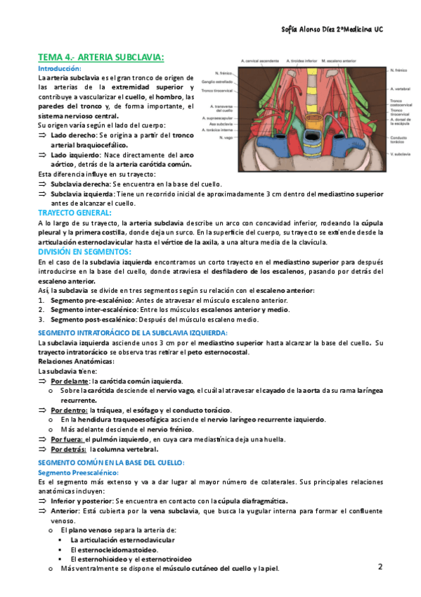 Miniatura del documento TEMA-4.-ARTERIA-SUBCLAVIA.pdf