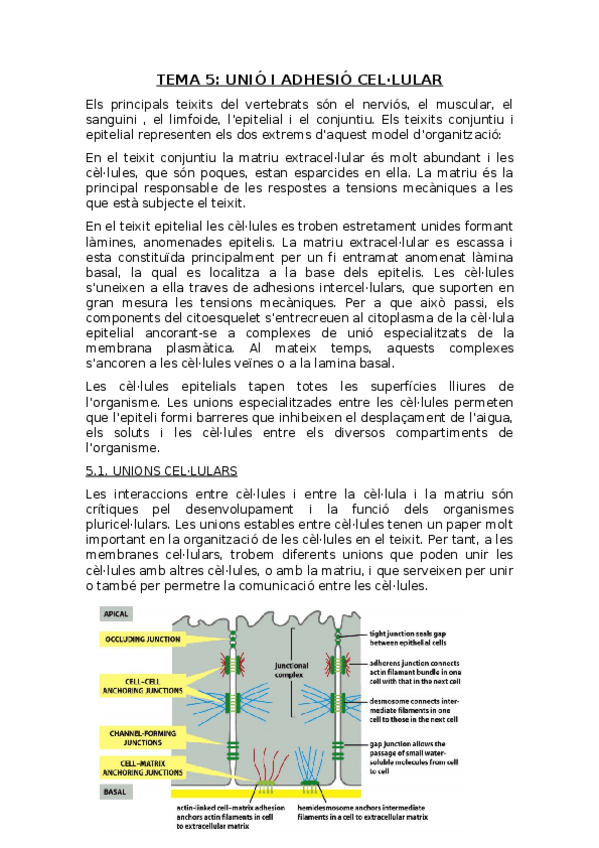 Miniatura del documento Tema 5 Unió i adhesió cel·lular.docx