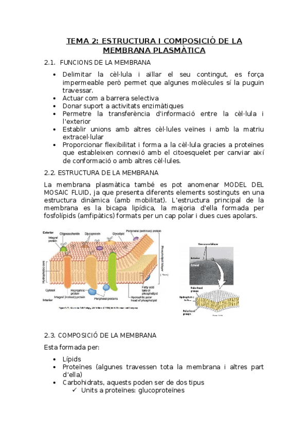 Miniatura del documento Tema 2 Estructura i composició de la membrana plasmàtica.docx