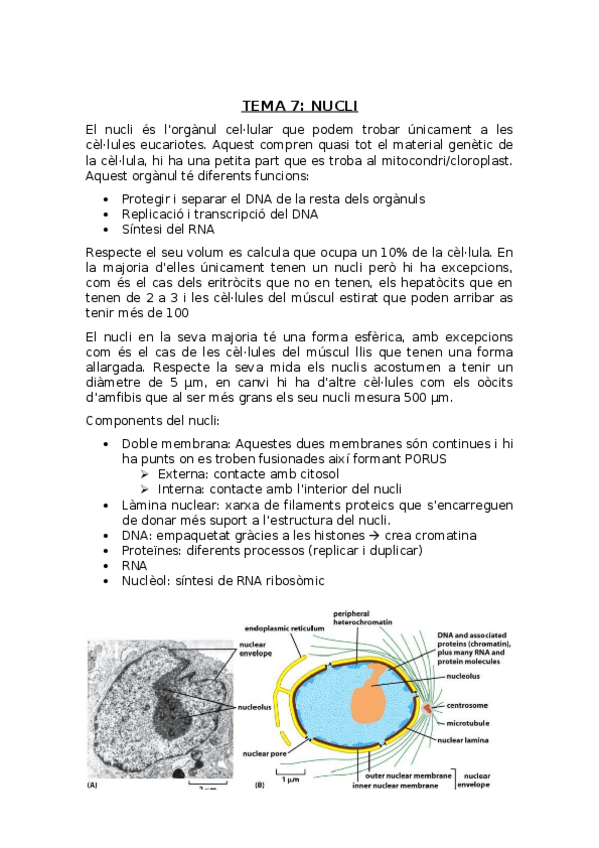 Miniatura del documento Tema 7 Nucli.docx