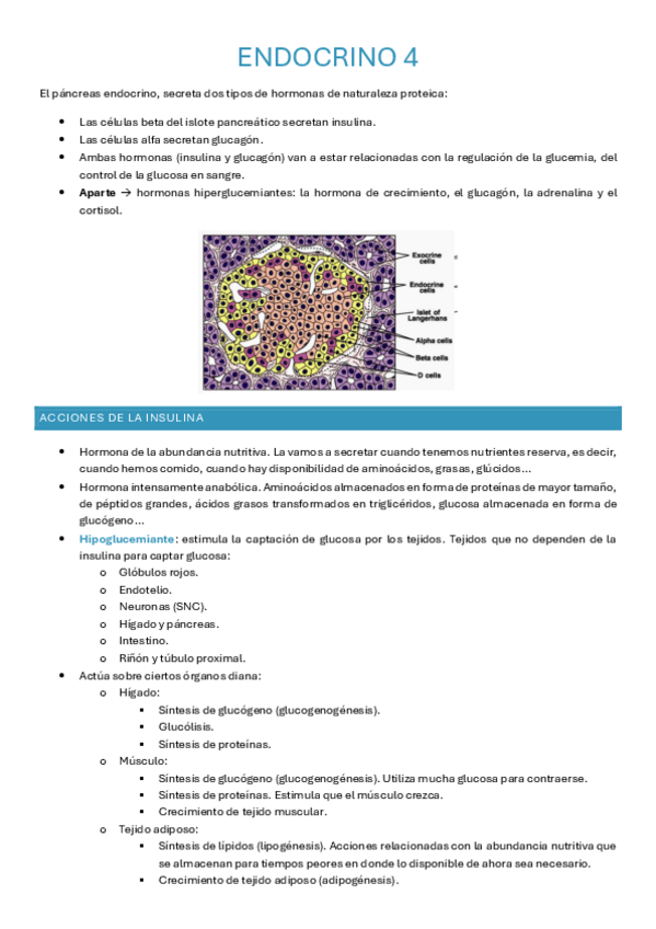 Miniatura del documento Endocrino-Fisiologia.pdf