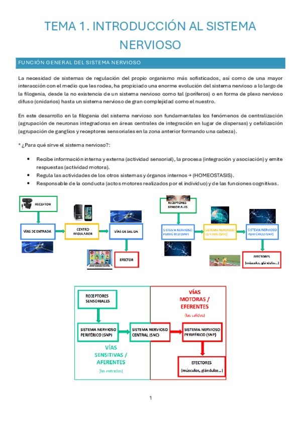 Miniatura del documento Sistema-nervioso-Fisiologia.pdf