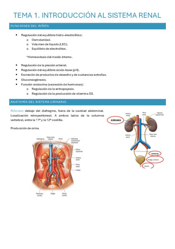 Miniatura del documento Sistema-renal-Fisiologia.pdf