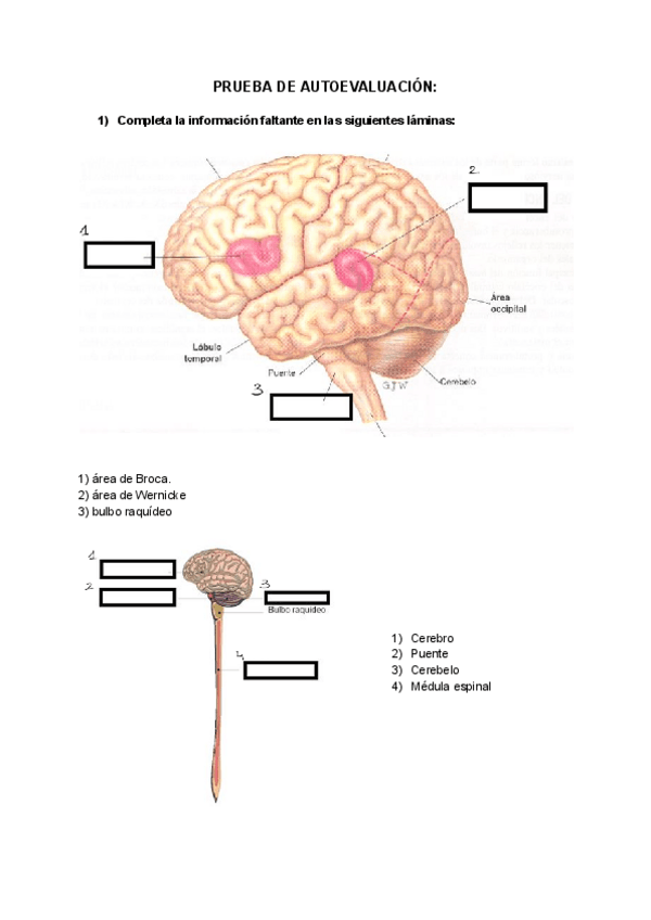 Miniatura del documento Preguntas-neuro-1.pdf
