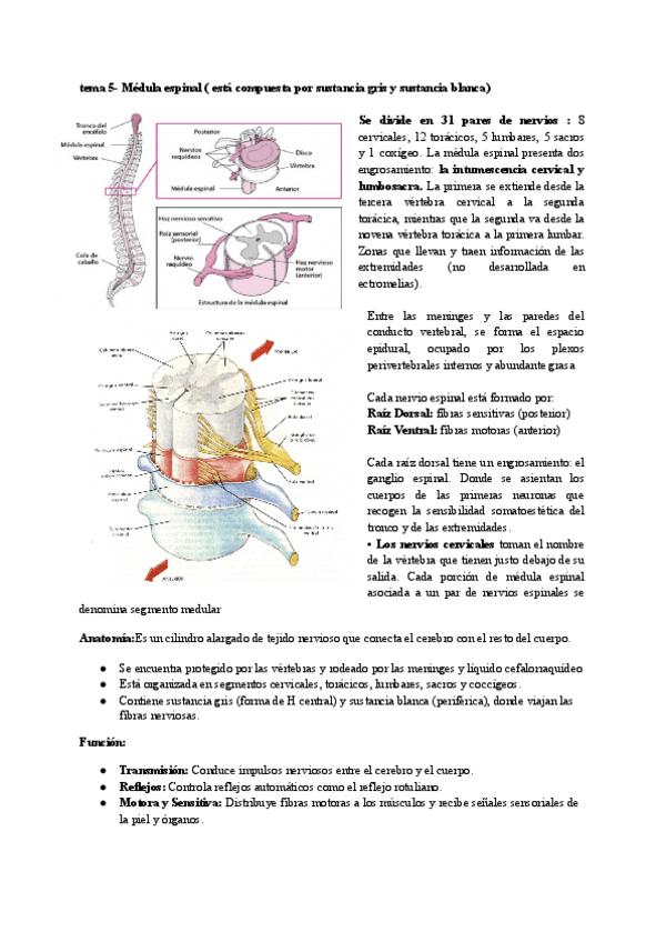 Miniatura del documento resumen-examen-oral-anatomia.pdf
