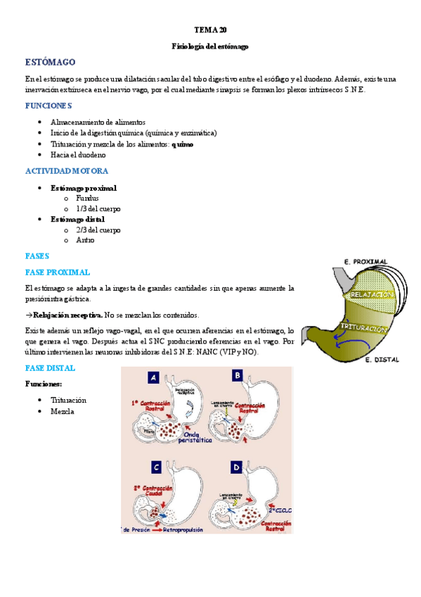 Miniatura del documento TEMA-20.-Fisiologia-del-estomago.pdf