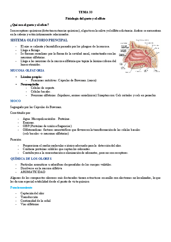 Miniatura del documento TEMA-33.-Fisiologia-del-gusto-y-el-olfato.pdf