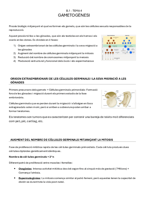 Miniatura del documento B.1-tema4-GAMETOGENESI.pdf