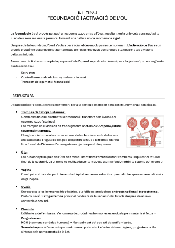 Miniatura del documento B.1-tema5-FECUNDACIO-I-ACTIVACIO-DE-LOU.pdf