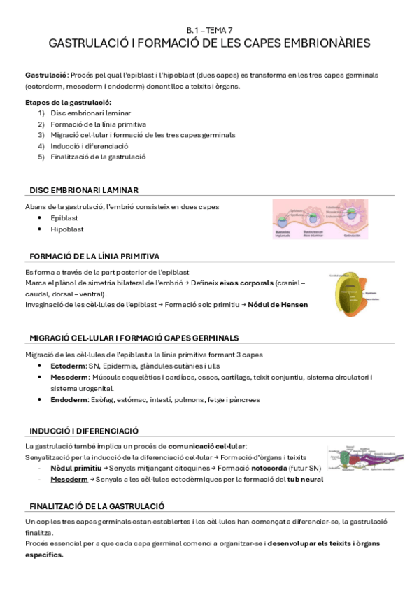Miniatura del documento B.1-tema7-GASTRULACIO-I-FORMACIO-DE-LES-CAPES-EMBRIONARIES.pdf