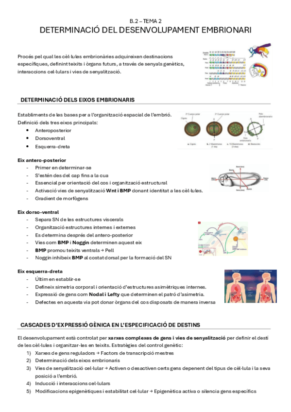 Miniatura del documento B.2-tema2-DETERMINACIO-DEL-DESENVOLUPAMENT-EMBRIONARI.pdf