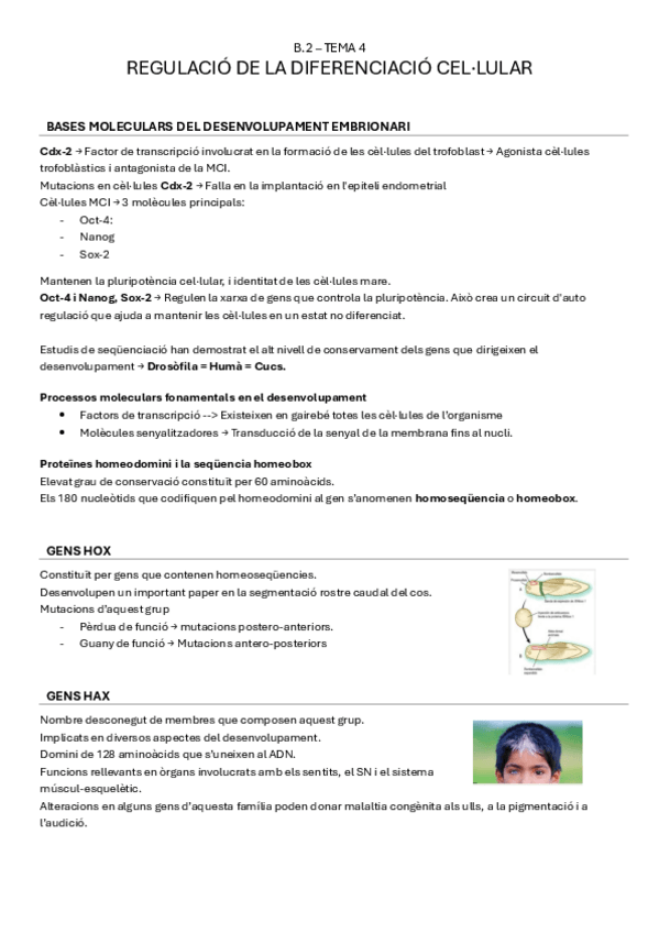 Miniatura del documento B.2-tema4-REGULACIO-DE-LA-DIFERENCIACIO-CELLULAR.pdf