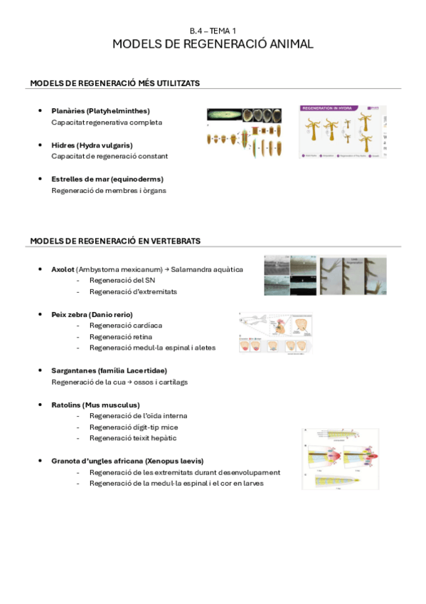 Miniatura del documento B.4-tema1-MODELS-DE-REGENERACIO-ANIMAL.pdf