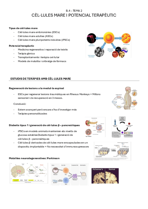 Miniatura del documento B.4-tema2-CELLULES-MARE-I-POTENCIAL-TERAPEUTIC.pdf