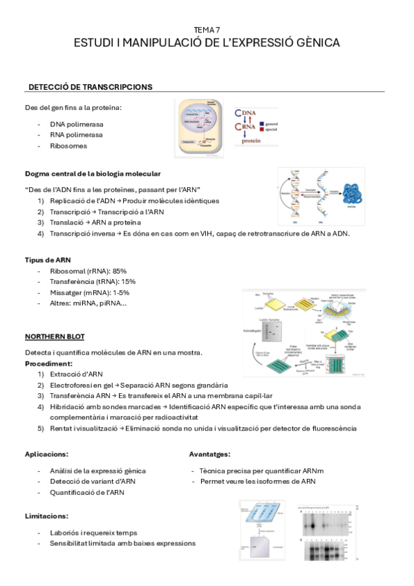 Miniatura del documento tema7-ESTUDI-I-MANIPULACIO-DE-LEXPRESSIO-GENICA.pdf
