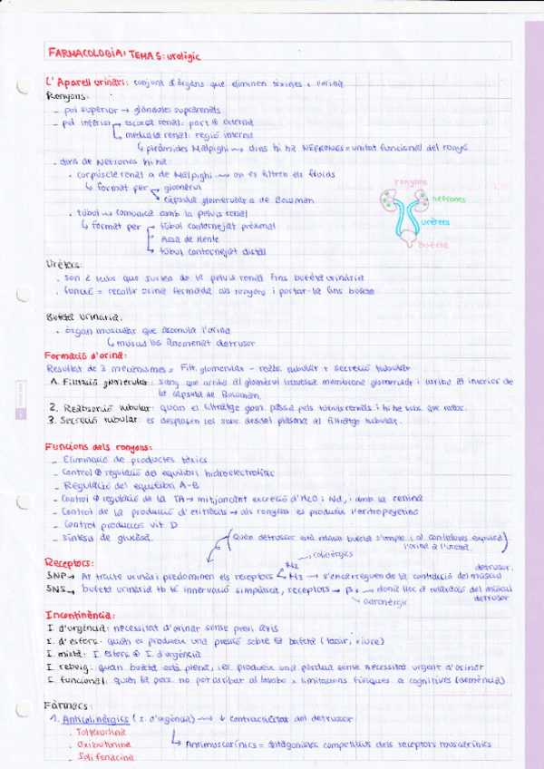 Miniatura del documento TEMA-5-urologic.pdf
