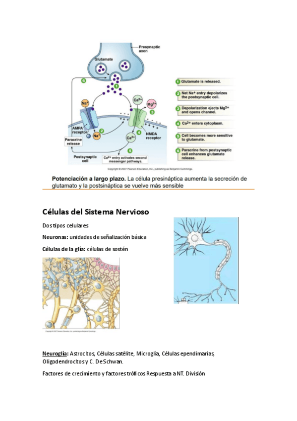 Miniatura del documento sinapsis-2.pdf