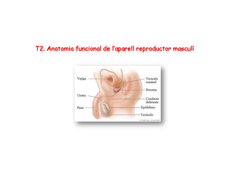 Miniatura del documento fisio.pdf