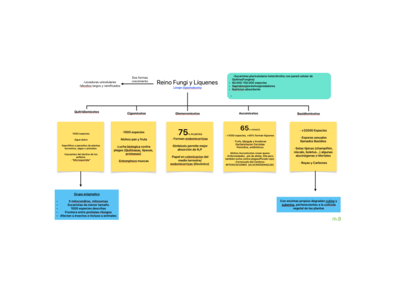 Miniatura del documento T12.Reino-Fungi-y-Liquenes.pdf