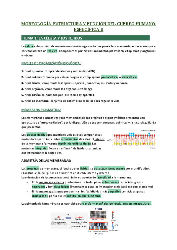 Miniatura del documento T1-LA-CELULA-Y-LOS-TEJIDOS-ESPECIFICA-II.pdf