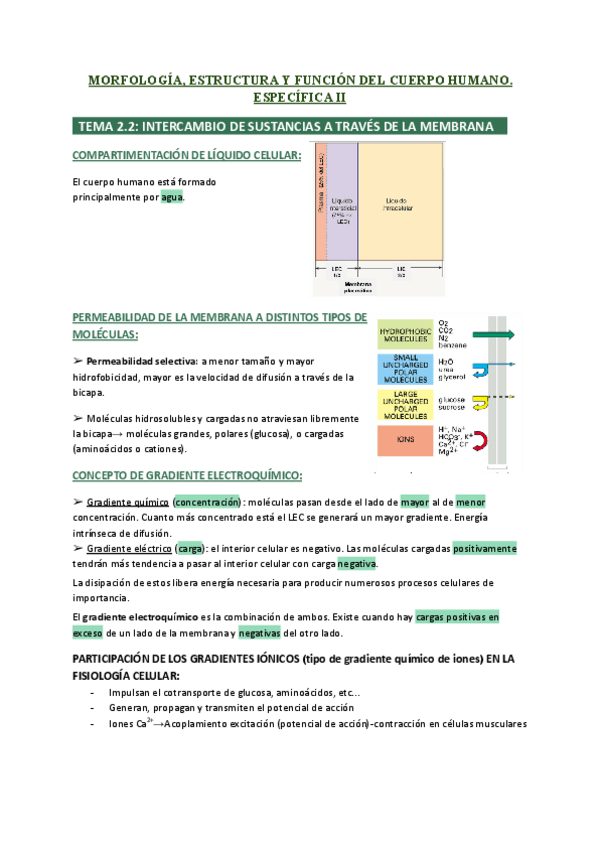 Miniatura del documento T2.2-INTERCAMBIO-DE-SUSTANCIAS-A-TRAVES-DE-LA-MEMBRANA.-ESPECIFICA-II.pdf