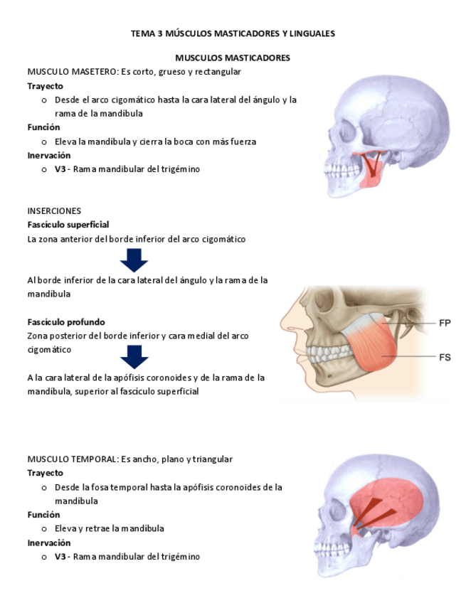 Miniatura del documento tema-3-musculos-masticadores-anatomia-cc.pdf