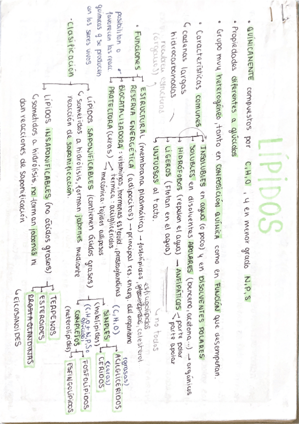 Miniatura del documento lipidos.pdf