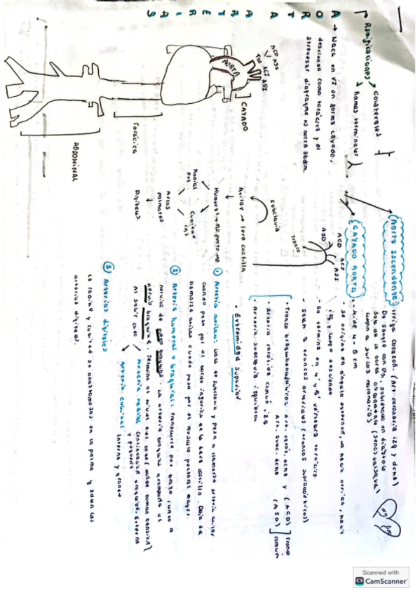Miniatura del documento ESQUEMA-VENAS-Y-ARTERIAS.pdf