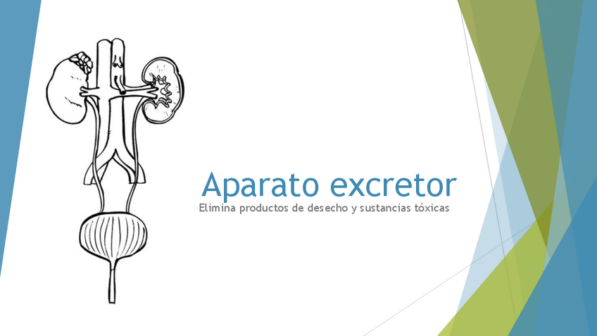 Miniatura del documento APARATO-EXCRETOR-Biologia-3o-ESO.pdf