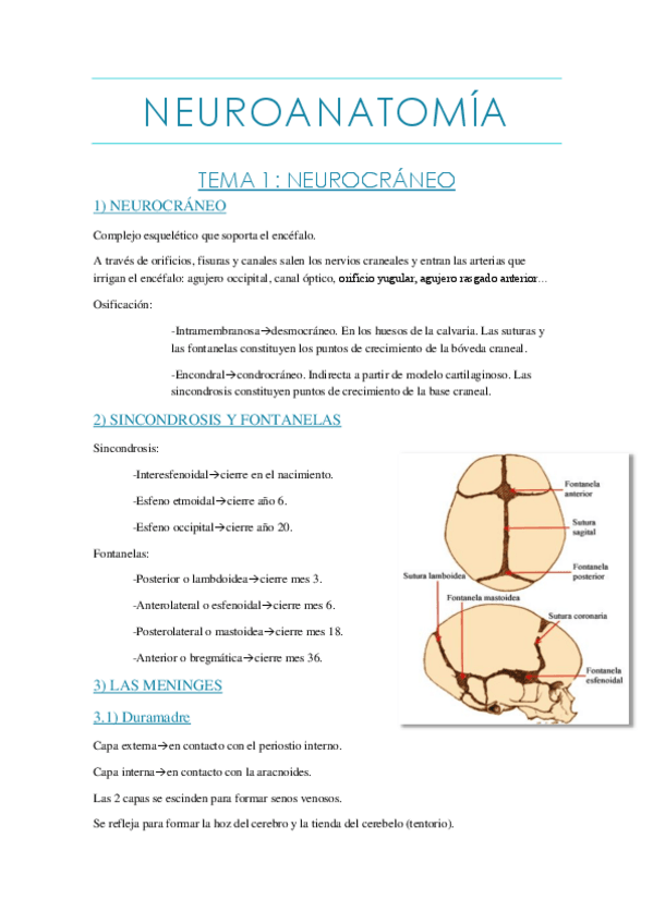 Miniatura del documento Neuro tema 1.pdf