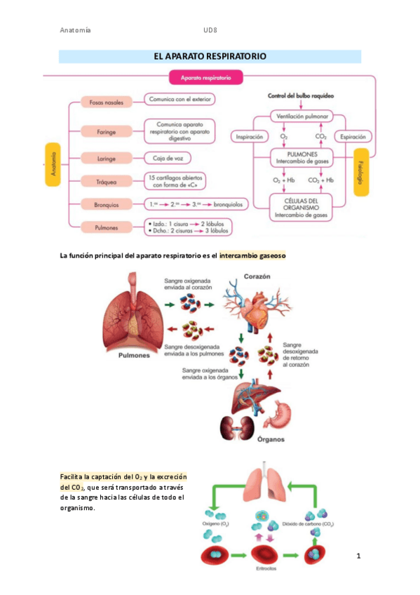 Miniatura del documento Aparato-respiratorio.pdf