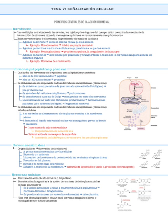 Miniatura del documento Tema-7.pdf