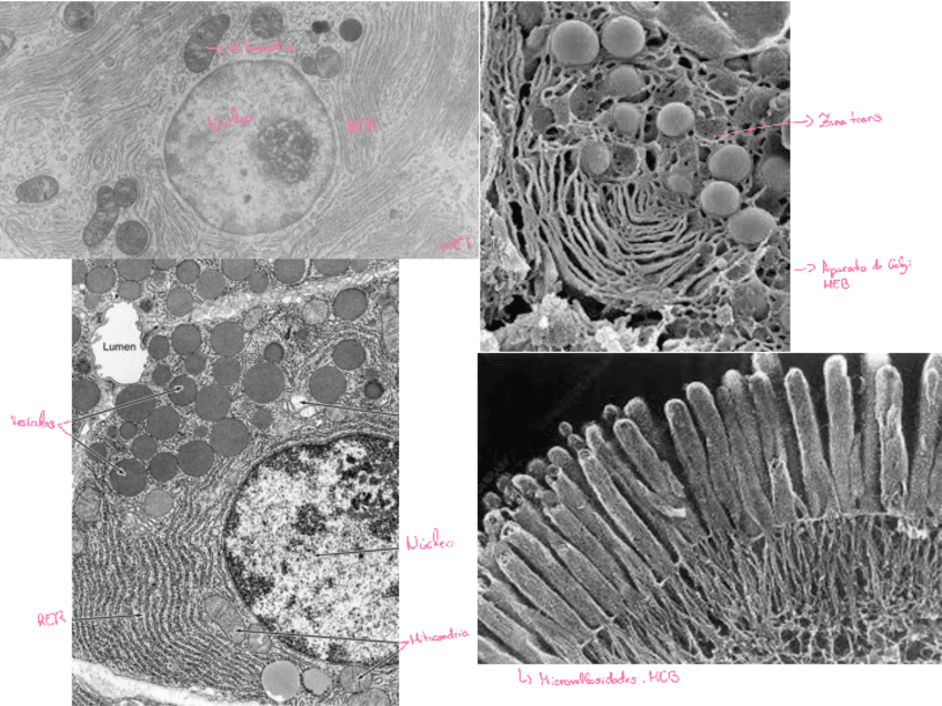 Miniatura del documento Microfotografias-III-completo241203121048.pdf