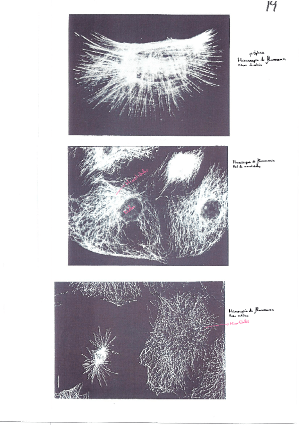 Miniatura del documento Microfotografias-IV-completado241203121437.pdf
